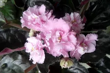 -цветущий пион_thumb.webp