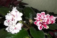 -шанхайская роза_thumb.webp