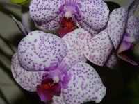  001.webp