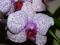  002.webp