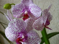  003.webp