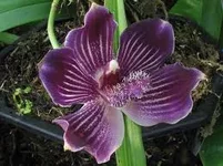 imagesCAHORYCK.webp