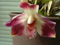 imagesCADYL6JZ.webp