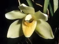 pescatorea cerina.jpg