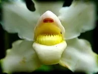 Pescatorea coelestis var albina (alejo caldern).jpg