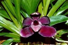 Pescatorea dayana.webp