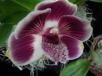 Pescatorea lehmanni Amethyst.webp