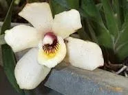 pescatorea_cerina.webp