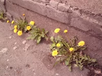 .webp