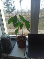 IMG_20250329_074439.jpg