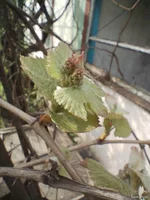 IMG_20250426_090558803.webp