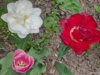 IMG_20250424_131025_HDR.webp