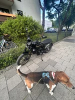 IMG_5332.jpeg