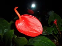 SAM_0688.webp