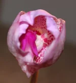 1 Vanda Sankamphaeng x Vanda Patcharee.jpg