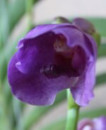 3 Vanda Golamcos Blue Magic x Vanda Somsri Pink.jpg