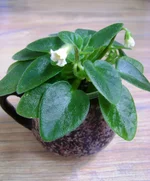 alchemy yellow bells.webp