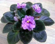 Rob's Dast Storm.webp