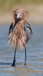 5_de_mayo_de_2025 (1).gif