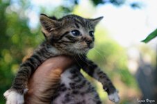 DSC_1117.jpg