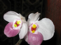 IMG_1537.JPG