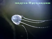 Carukia barnesi.webp