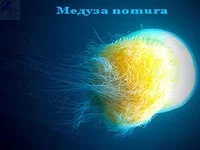 nomura.webp