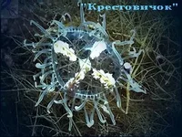 krestovich.jpg