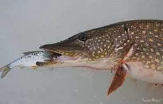 _2025-06-25_061819120.webp