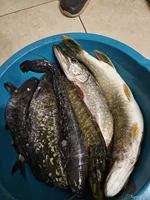 20250621_090204.webp