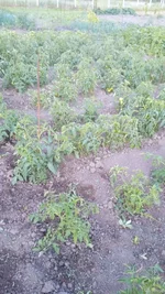 IMG_20250629_230740_946.webp