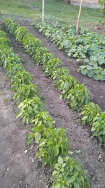 IMG_20250629_230740_753.webp