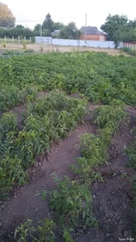 IMG_20250629_230740_868.webp