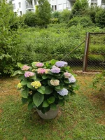 IMG_20250707_130204.webp