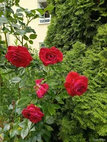 IMG_20250707_125727.webp