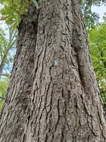 IMG_20250708_180052.webp