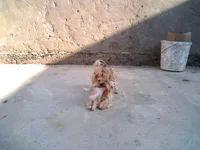 IMG0014A.jpg