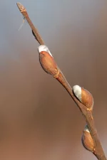 willow.webp