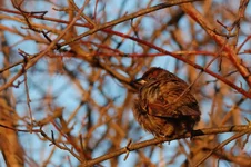 sparrow.jpg