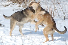 dogs.jpg