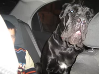 2.Aveo 30.09.07.webp