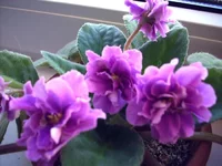 .webp