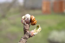 P5250047.webp