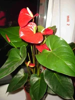 DSC00717.webp
