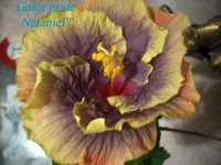 z_798194b9.jpg