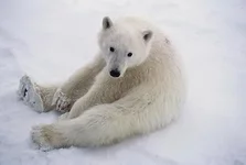 mangelsen5.webp