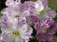 Playful spectrum   н 098.webp