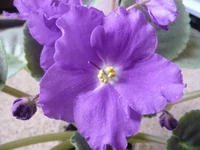 Playful Spectrum sport.webp