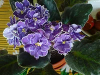 DSC00728.webp