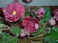 DSC00746.webp